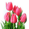 Rosado