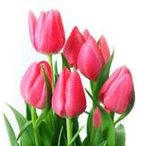 Rosado