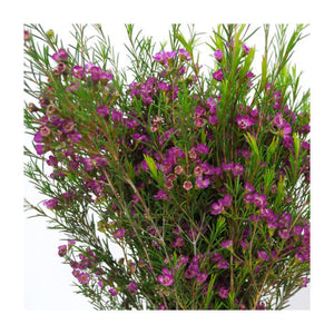 Fuscia